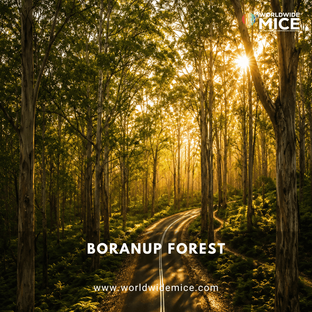 Boranup Karri Forest